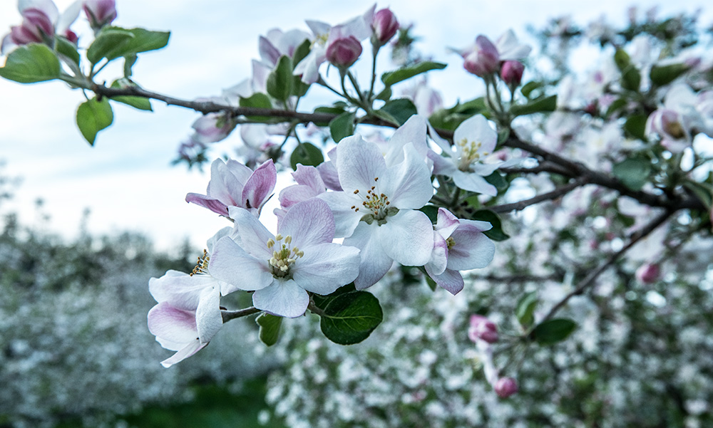 apple blossoms